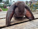 Franse hangoor ram, Dieren en Toebehoren, Konijnen, Mannelijk, Groot, Hangoor, 0 tot 2 jaar