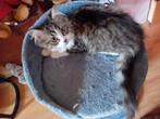 3 kitlens  half maine coon, Dieren en Toebehoren, Meerdere dieren, Ontwormd, 0 tot 2 jaar