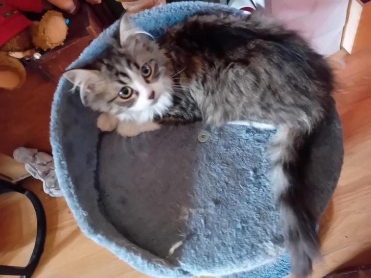 Nog 2  kitlens  half maine coon, Dieren en Toebehoren, Katten en Kittens | Raskatten | Langhaar, Meerdere dieren, 0 tot 2 jaar