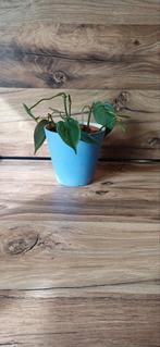 INCL POT pothos jade/philodendron, Huis en Inrichting, Kamerplanten, Overige soorten, Minder dan 100 cm, Halfschaduw, In pot