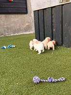 Supermooie en sociale boomer pups!, Dieren en Toebehoren, Overige rassen, 8 tot 15 weken, Meerdere, Meerdere dieren