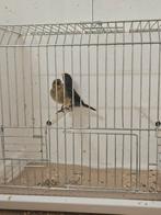 Koppel gelebek ( twatwa picolet rowti), Meerdere dieren