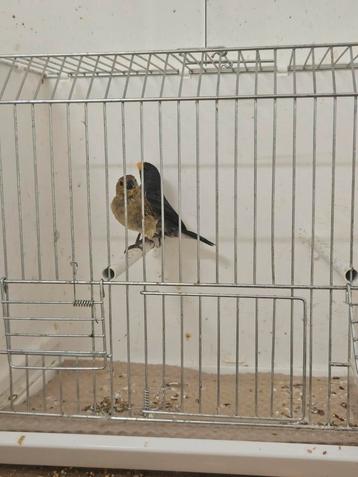 Koppel gelebek ( twatwa picolet rowti) beschikbaar voor biedingen