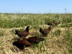 Jonge tamme Welsumer kriel kippen gesekst en ingeënt, Dieren en Toebehoren, Pluimvee, Vrouwelijk, Kip