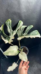 Monstera Deliciosa Variegata Albo Multi Green Half/Full moon, Huis en Inrichting, Kamerplanten, Ophalen, Halfschaduw, Minder dan 100 cm