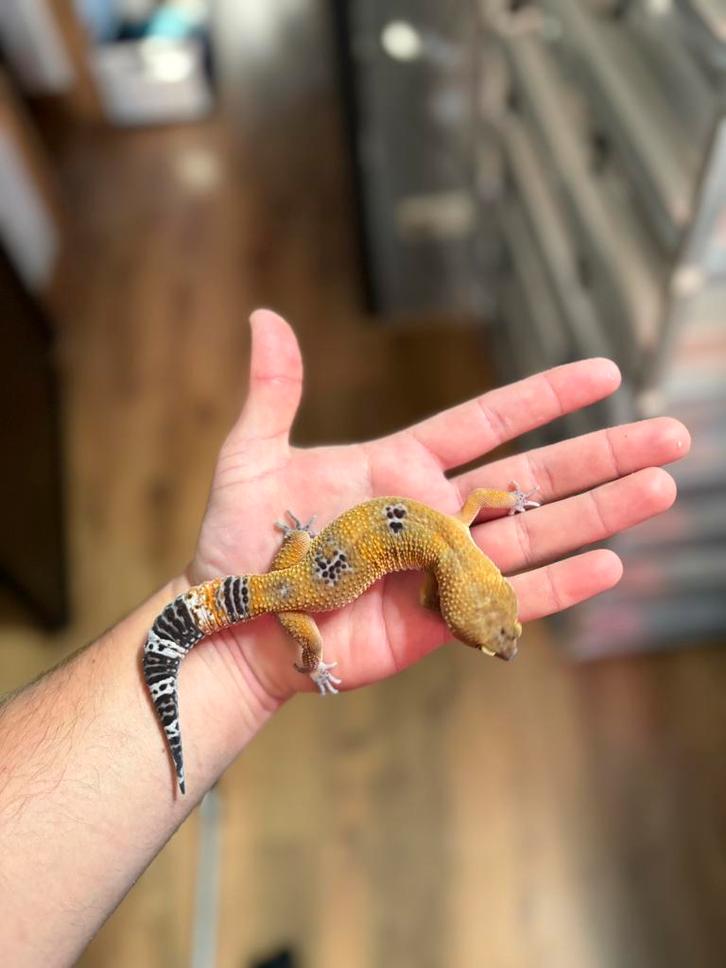 1.0 manderin tangerine black night 66% tremper luipaardgekko