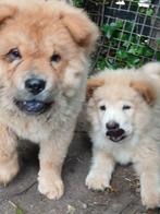 Twee lieve Chow Chow pups zoeken goudenmand., Particulier, Rabiës (hondsdolheid), 15 weken tot 1 jaar, Buitenland
