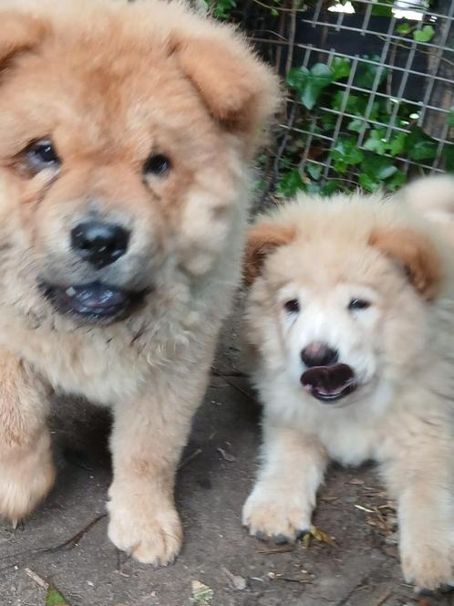 Twee lieve Chow Chow pups zoeken goudenmand., Dieren en Toebehoren, Honden | Niet-rashonden, Middel, Teef, Particulier, Meerdere