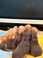 Unieke Vizsla x Heidewachtel pups geboren!, Dieren en Toebehoren, Honden | Setters en Staande honden, Overige rassen, 8 tot 15 weken