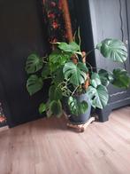 Monstera, Ophalen, Overige soorten, Minder dan 100 cm