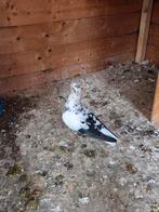 Vogels te koop. In duo's het liefst mee. Per vogel €10., Dieren en Toebehoren, Vogels | Duiven, Meerdere dieren, Overige soorten
