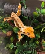 RTB Tricolor LW wimpergekko man  + terrarium!, Hagedis