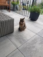 Gratis: lieve poes + toebehoren, Dieren en Toebehoren, Katten en Kittens | Overige Katten, Poes, Kortharig, 6 jaar of ouder