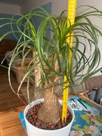 BEAUCARNEA RECURVATA - OLIFANTENPOOT, Huis en Inrichting, Ophalen, Halfschaduw, Minder dan 100 cm