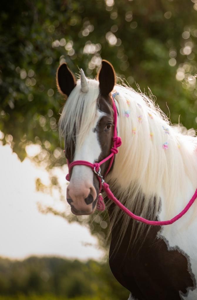 Sidepull / touwhalster inclusief teugels en neckrope, Dieren en Toebehoren, Paarden en Pony's | Hoofdstellen en Tuigage, Nieuw