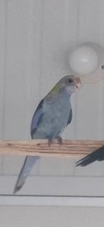 Bleekkop rosella split bont, Dieren en Toebehoren, Mannelijk, Parkiet, Geringd
