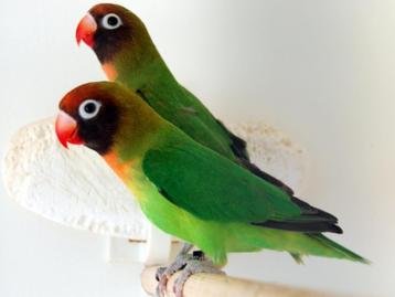 AGAPORNIS NIGRIGENIS man DNA GESEKST zuivere wildkleur beschikbaar voor biedingen