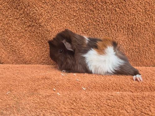 Peruvian choco goud wit zeugje stamboom lief tam kuif punky, Dieren en Toebehoren, Knaagdieren, Vrouwelijk, Cavia, Juli, Tam