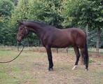 Talentvolle 5-jarige New Forest Ruin, Dieren en Toebehoren, Pony's, Gechipt, Ruin, Dressuurpony, 3 tot 6 jaar
