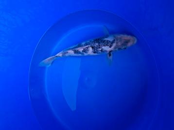 Shiro beschikbaar voor biedingen