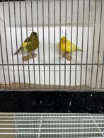 Five fancy kanaries, Dieren en Toebehoren, Vogels | Overige Vogels