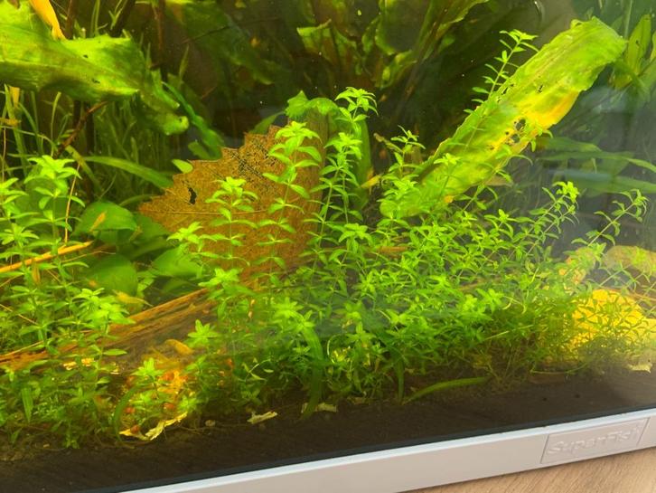 Micranthemum micranthemoides, Dieren en Toebehoren, Vissen | Aquaria en Toebehoren, Nieuw, Plant(en), Steen of Hout, Ophalen of Verzenden