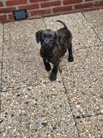 Nog 2 Lieve  Froodles Franse bulldog x toypoedel pups, Dieren en Toebehoren, Honden | Niet-rashonden, 8 tot 15 weken, CDV (hondenziekte)