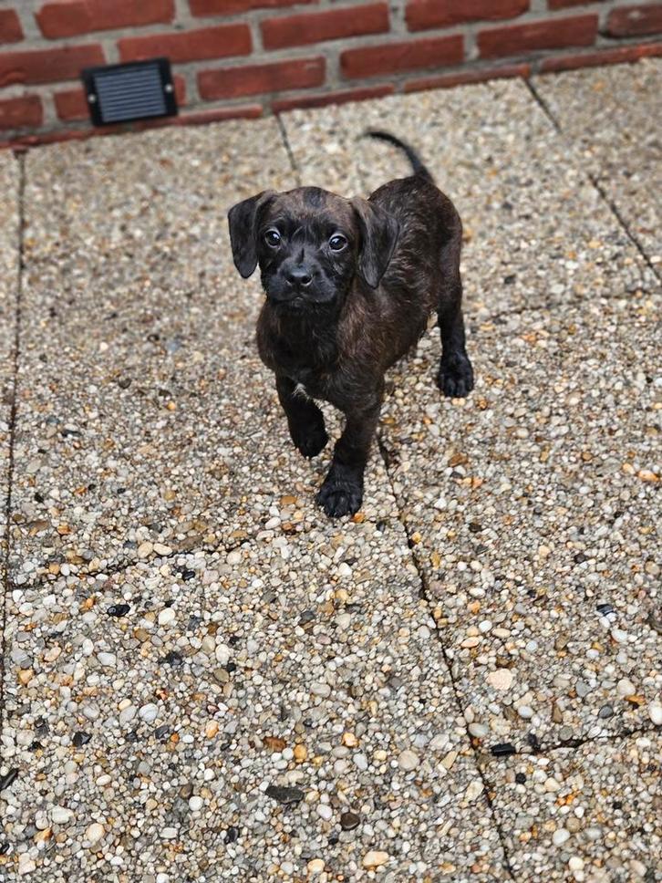 Nog 2 Lieve  Froodles Franse bulldog x toypoedel pups, Dieren en Toebehoren, Honden | Niet-rashonden, Middel, Meerdere dieren