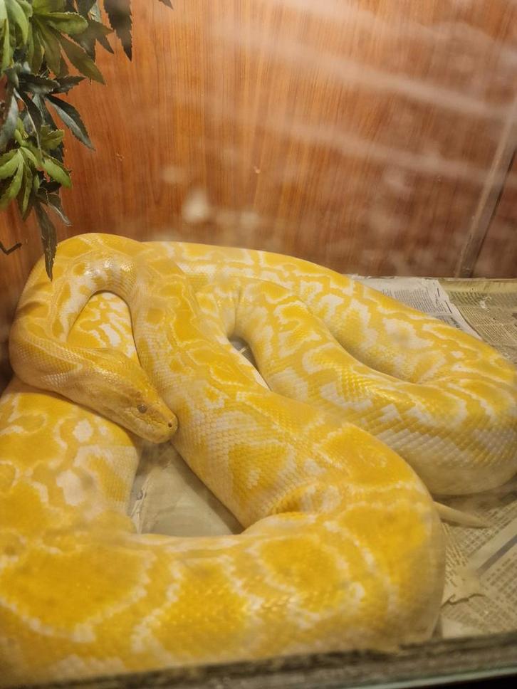 Tijgerpython geel met wit. +- 3 meter