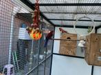 2 rosella parkieten, Dieren en Toebehoren, Vogels | Parkieten en Papegaaien, Mannelijk, Parkiet, Geringd