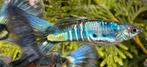 🟣Zomerdeal!!!! Galaxy Multicolor x Galaxy Blue Tail 🟣, Dieren en Toebehoren, Vis, Zoetwatervis, Schoolvis