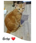 knappe Ahmar wacht al zo lang, Dieren en Toebehoren, Kater, Kortharig, 3 tot 5 jaar
