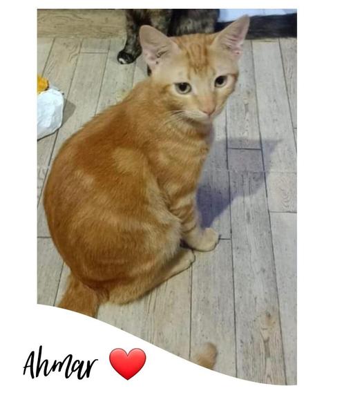 knappe Ahmar wacht al zo lang, Dieren en Toebehoren, Katten en Kittens | Overige Katten, Kortharig, Kater, 3 tot 5 jaar
