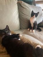 2 kittens zoeken een huisje, Meerdere dieren, Kortharig, 0 tot 2 jaar