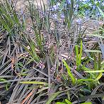 siergras plantjes, Ophalen, Zomer, Siergrassen, Volle zon