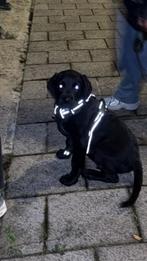 labrador hondje te koop, Dieren en Toebehoren, Honden | Retrievers, Spaniëls en Waterhonden, Reu, Labrador retriever, Eén hond