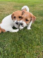 jack-russell pups laagbenig, ruwharig ouders aanwezig, Dieren en Toebehoren, Jack Russell Terriër, CDV (hondenziekte), 8 tot 15 weken