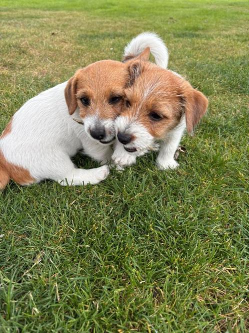 jack-russell pups laagbenig, ruwharig ouders aanwezig, Dieren en Toebehoren, Honden | Jack Russells en Terriërs, Meerdere dieren