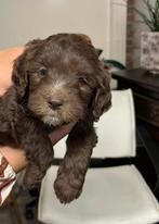Prachtige Labradoodle pups zwart/bruin/bont, Overige rassen, 8 tot 15 weken, Meerdere, Meerdere dieren