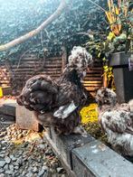 USA Zijdehoender (Broedeieren), Geslacht onbekend, Kip