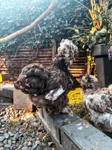 USA Zijdehoender (Broedeieren) beschikbaar voor biedingen