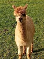 Te Koop; Alpaca., Dieren en Toebehoren, Overige Dieren, April, Mannelijk