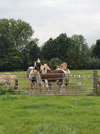 Stalling ruin gezocht., Dieren en Toebehoren