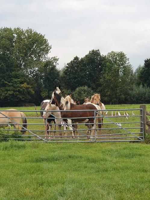 Stalling ruin gezocht., Dieren en Toebehoren, Stalling en Weidegang