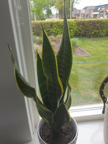 Bonte sansevieria  beschikbaar voor biedingen
