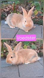 Tamme jonge konijnen van 15-11-2025, 5 voedsters en 1 ram, Dieren en Toebehoren, Meerdere dieren, Middelgroot, 0 tot 2 jaar