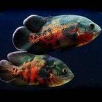 Gezocht: Pauwoogcichlide halfwas of volwassen, Dieren en Toebehoren, Vis, Zoetwatervis