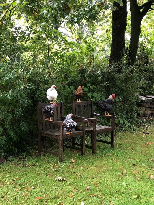 Wyandotte kuikens, Dieren en Toebehoren, Pluimvee, Kip, Meerdere dieren