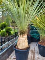 Yucca rostrata, Tuin en Terras, Planten | Tuinplanten, Halfschaduw, Zomer, Ophalen of Verzenden, Overige soorten