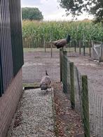 Jonge pauwhaan van 2025, Dieren en Toebehoren, Pluimvee, Mannelijk, Overige soorten